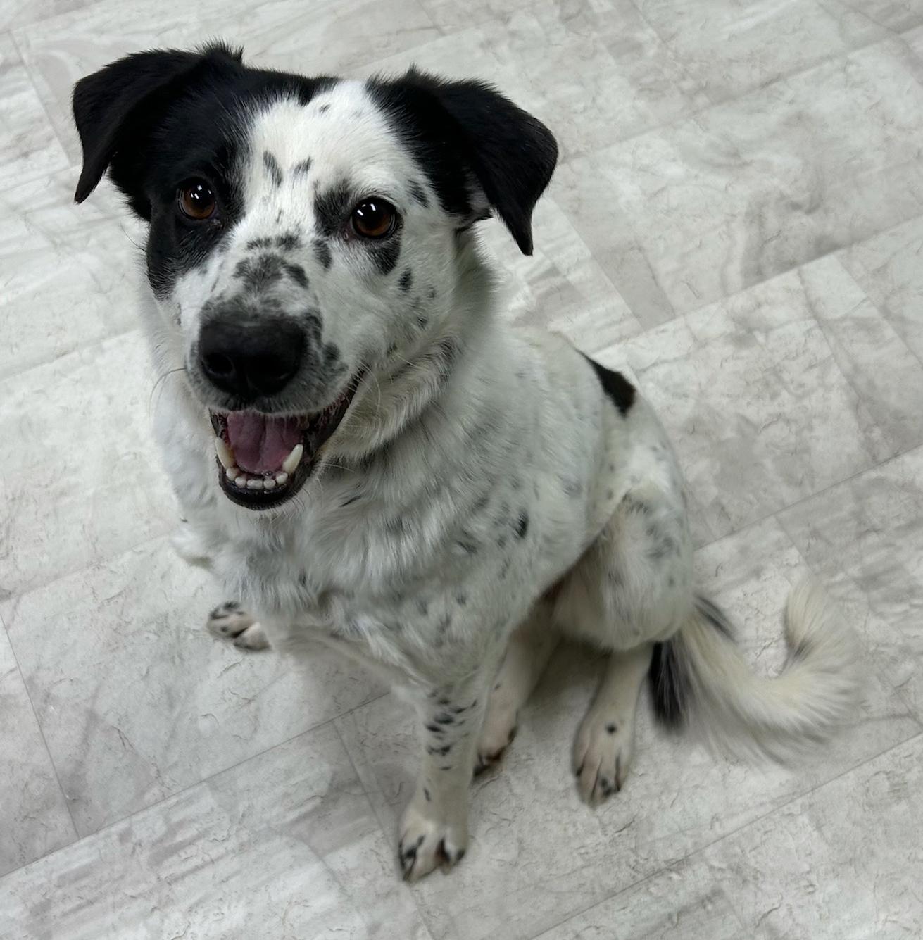 Oreo, Adoptable, Adult Female Australian Cattle Dog / Blue Heeler.