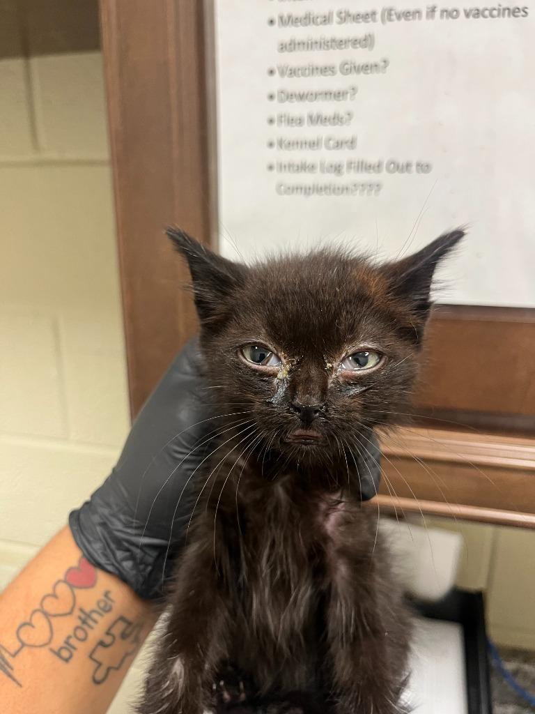 2025-11-091 *Shadow*, Adopted, Kitten Male Domestic Medium Hair.