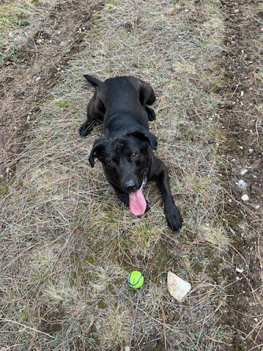 Enlarge Diesel, a ADOPTABLE mixed breed in Libby, MT image 4/5