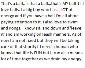 Enlarge Diesel, a ADOPTABLE mixed breed in Libby, MT image 2/2