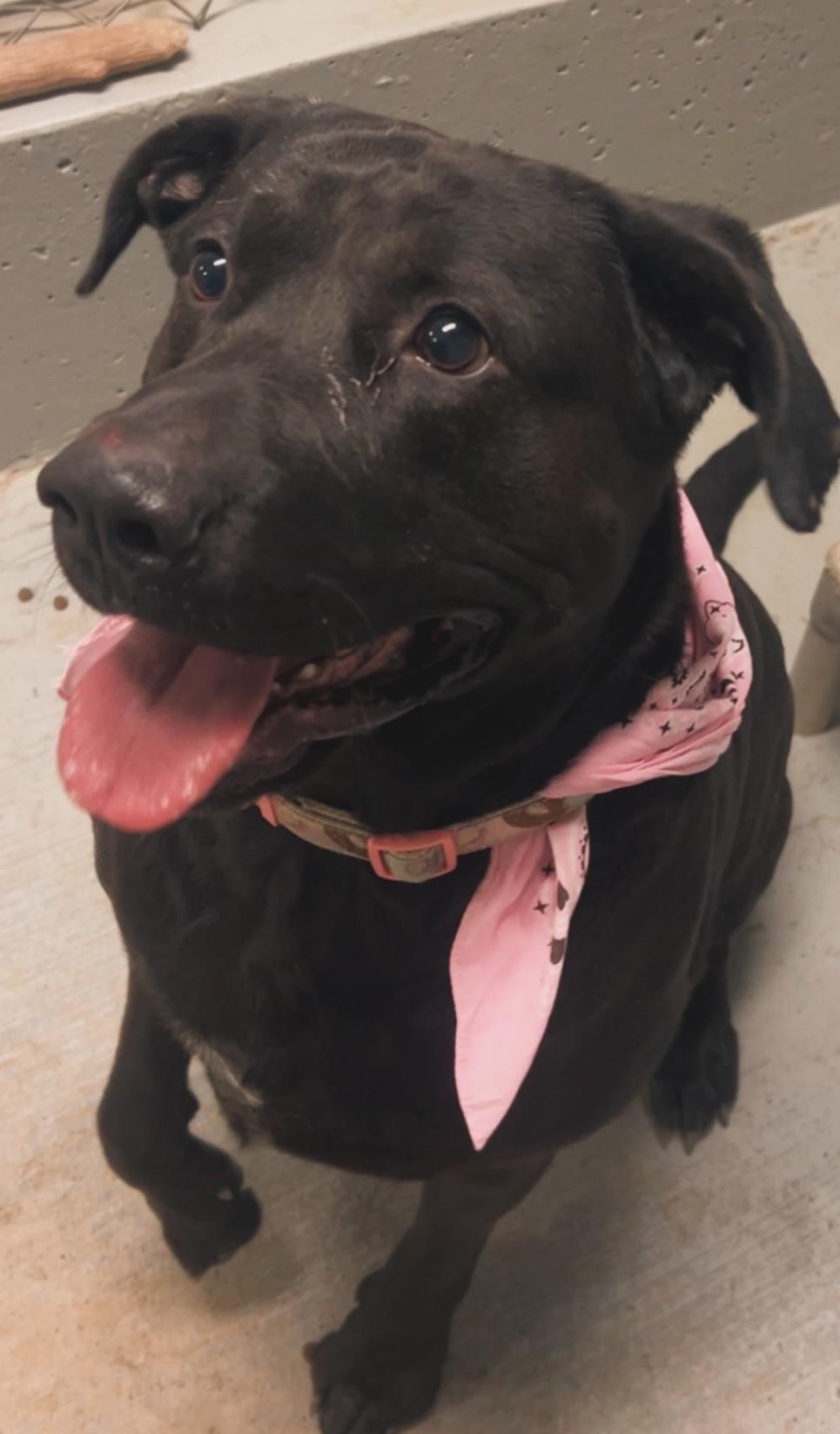 Enlarge Diesel, a ADOPTABLE mixed breed in Libby, MT image 1/2