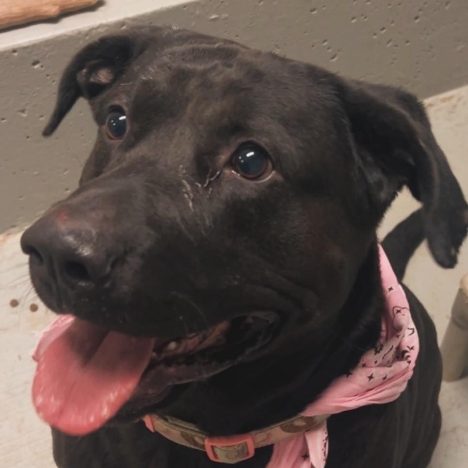 Enlarge Diesel, a ADOPTABLE mixed breed in Libby, MT image 2/5