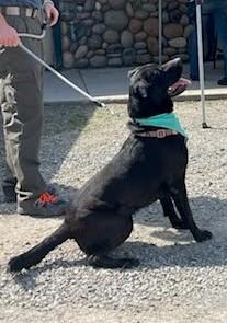 Diesel, ADOPTABLE, Young Male Labrador Retriever.