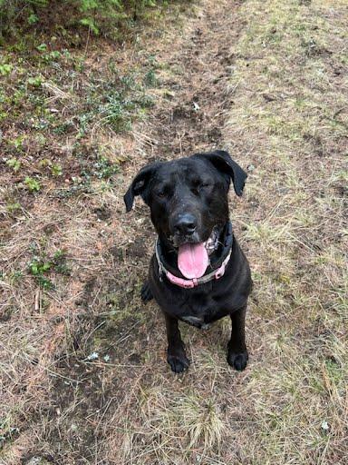 Enlarge Diesel, a ADOPTABLE mixed breed in Libby, MT image 5/5
