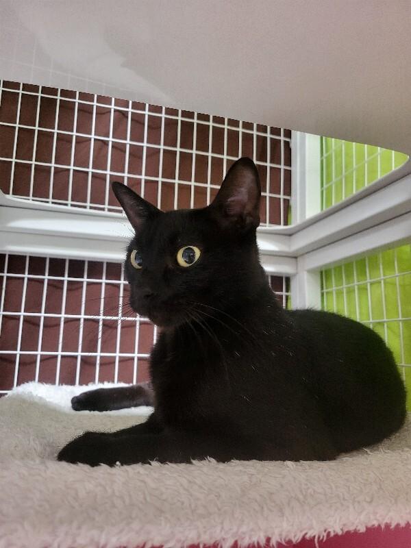 Enlarge Frannie, a Adoptable Domestic Short Hair in Diamond Springs, CA image 1/4