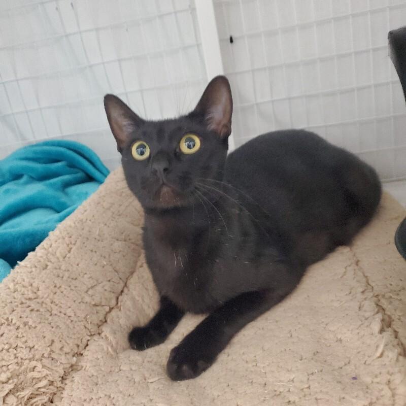 Enlarge Frannie, a Adoptable Domestic Short Hair in Diamond Springs, CA image 2/4