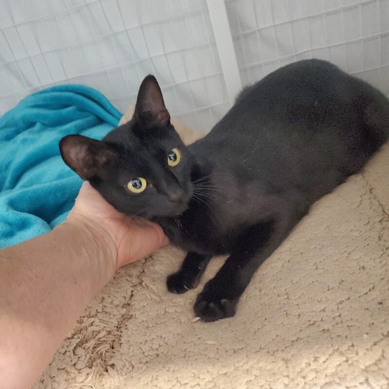 Enlarge Frannie, a Adoptable Domestic Short Hair in Diamond Springs, CA image 3/4
