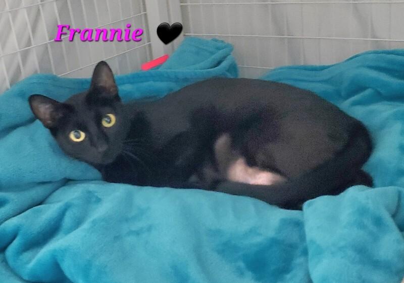 Enlarge Frannie, a Adoptable Domestic Short Hair in Diamond Springs, CA image 4/4