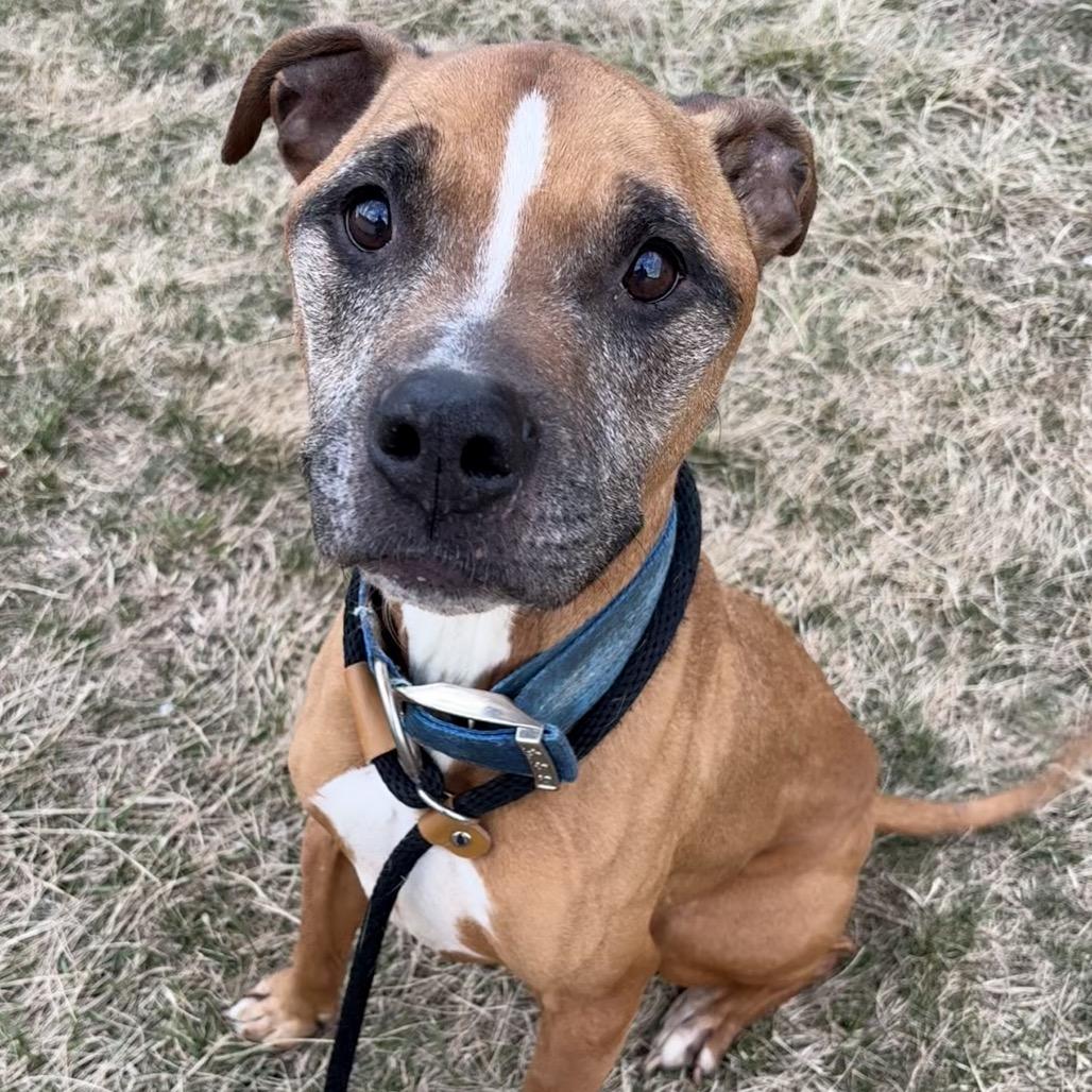 Tiger, Adoptable, Senior Male Pit Bull Terrier.