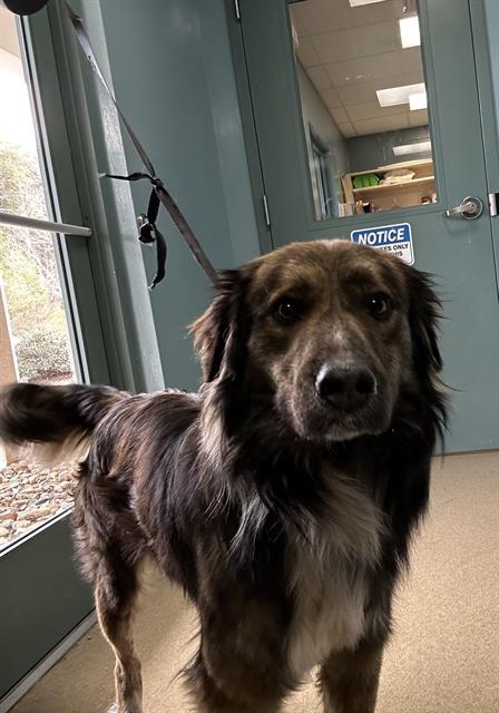 SHAGGY, Adoptable, Young Male German Shepherd Dog.