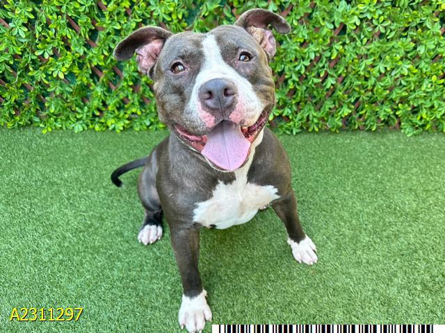 Enlarge PONGO, a Adoptable Mixed Breed in West Palm Beach, FL image 1/1