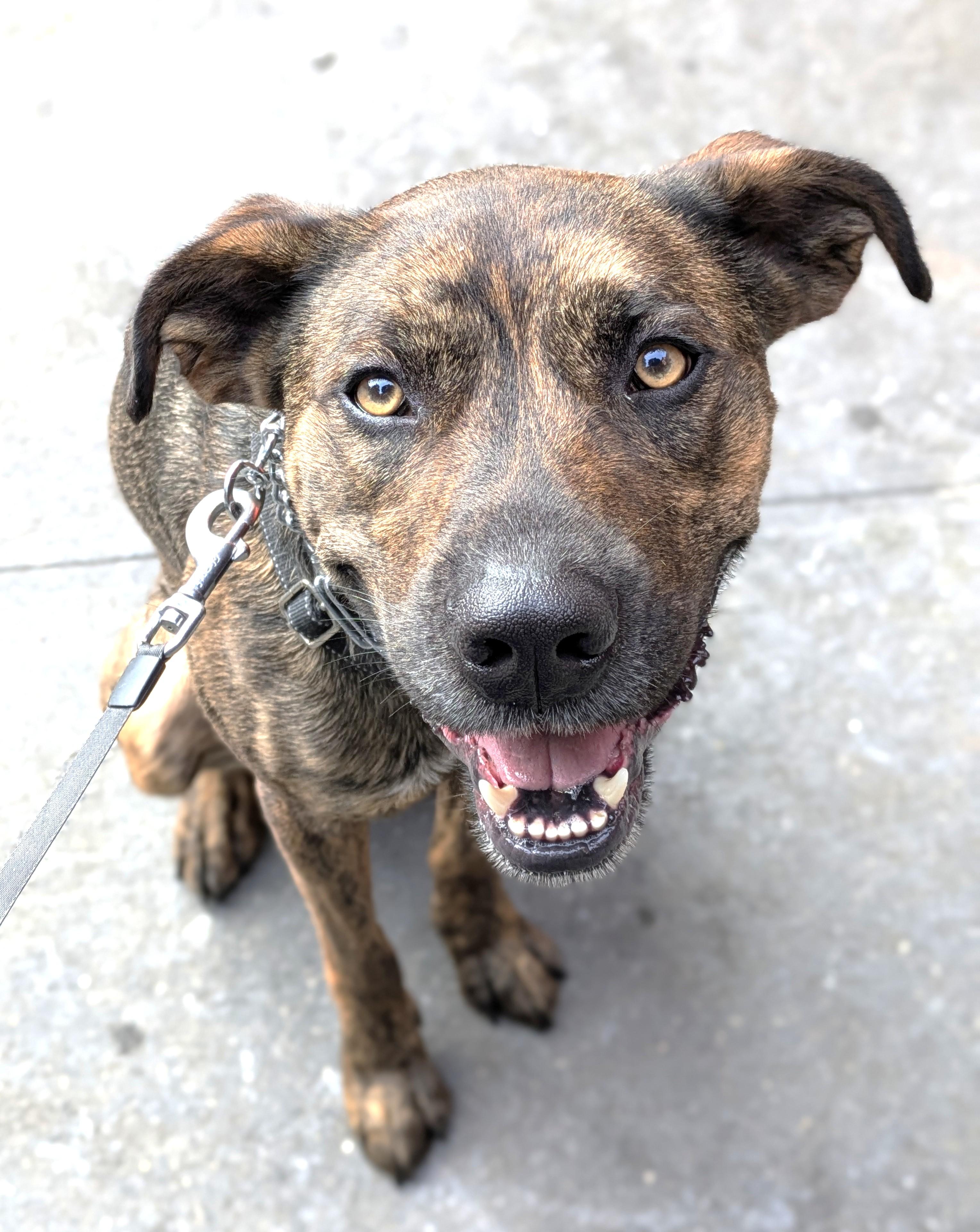 Enlarge TWIX, a Adoptable mixed breed in Huntington, NY image 2/3