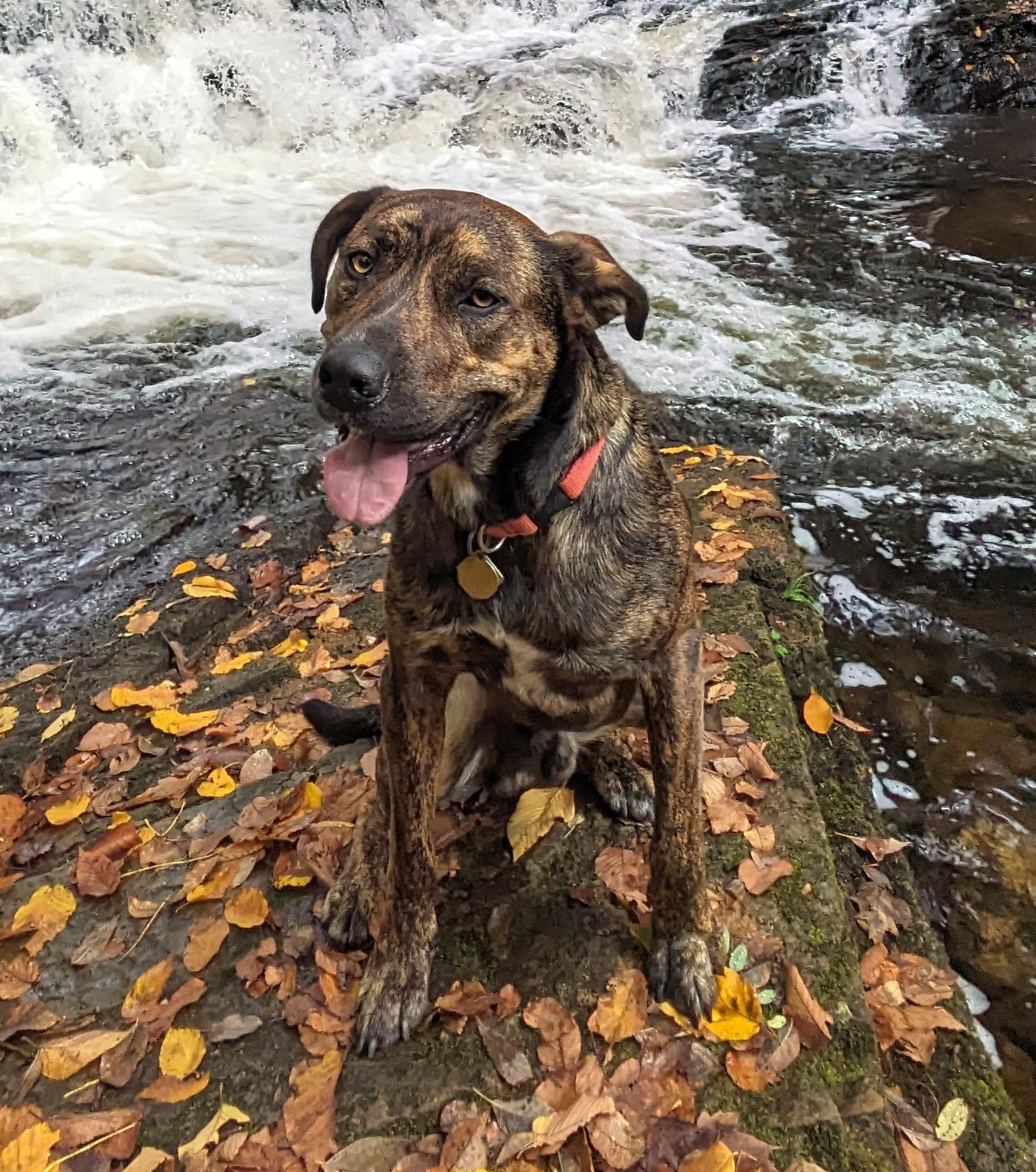 Enlarge TWIX, a Adoptable mixed breed in Huntington, NY image 3/3