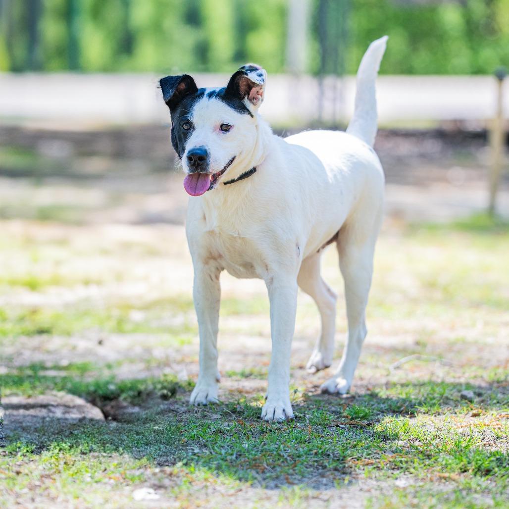 Gemma (Formerly Royal), Adoptable, Adult Female Jack Russell Terrier & English Pointer.