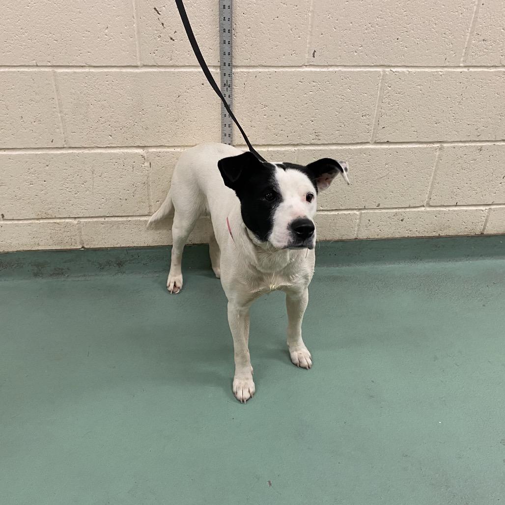 Enlarge Gemma (Formerly Royal), a Adoptable mixed breed in Bartlett, TN image 2/6