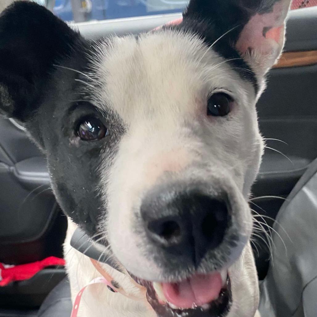 Enlarge Gemma (Formerly Royal), a Adoptable mixed breed in Bartlett, TN image 4/6