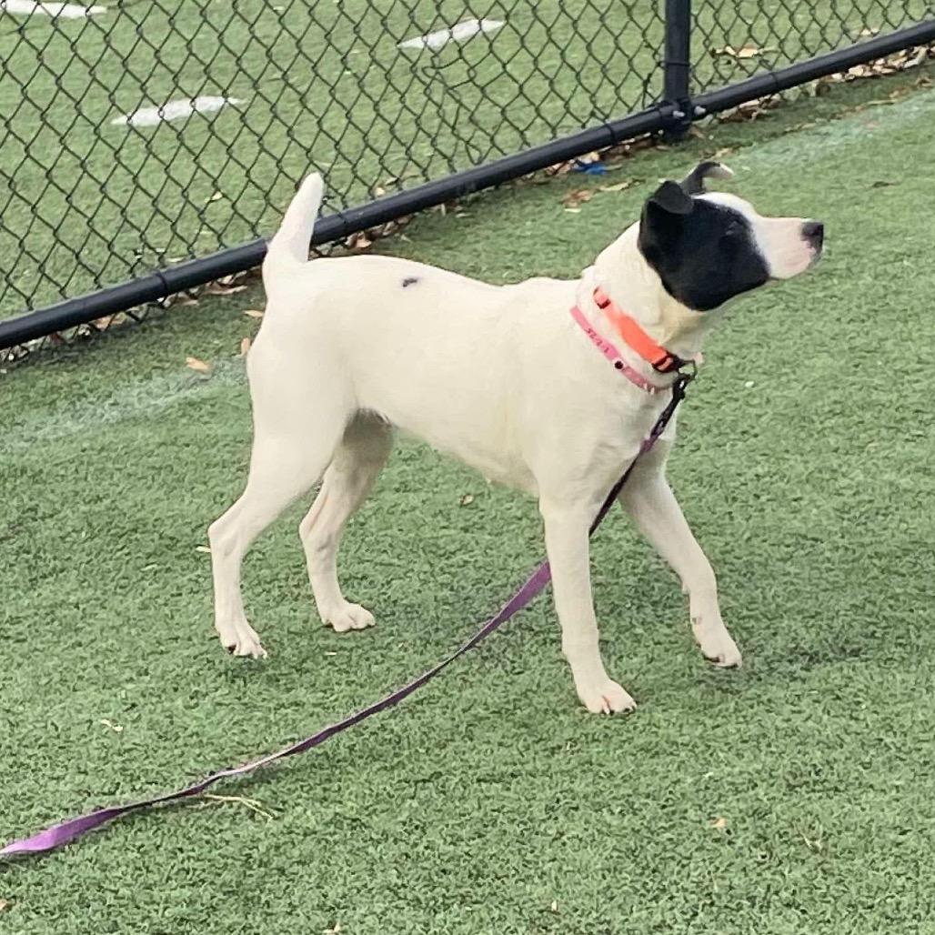 Enlarge Gemma (Formerly Royal), a Adoptable mixed breed in Bartlett, TN image 5/6