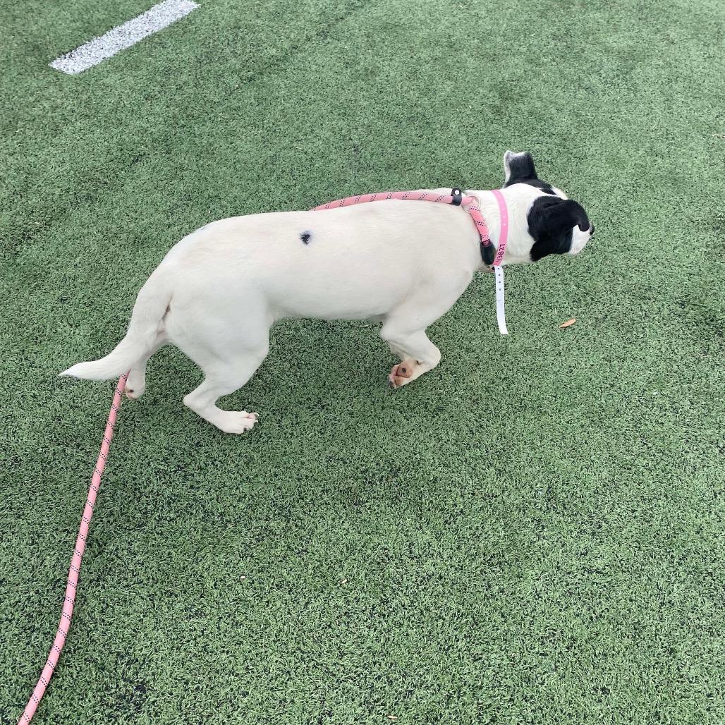 Enlarge Gemma (Formerly Royal), a Adoptable mixed breed in Bartlett, TN image 6/6