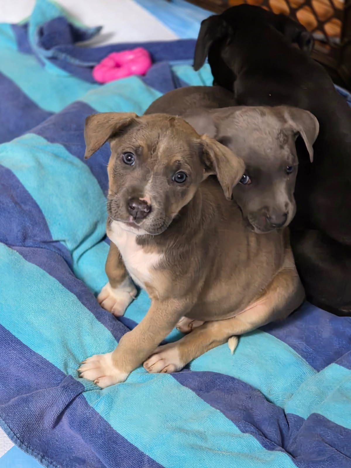 Enlarge Pebble, an adopted mixed breed in Orland Park, IL image 1/1