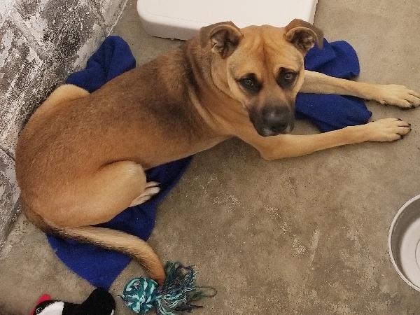 BOB, Adoptable, Young Male Boxer & Bullmastiff.