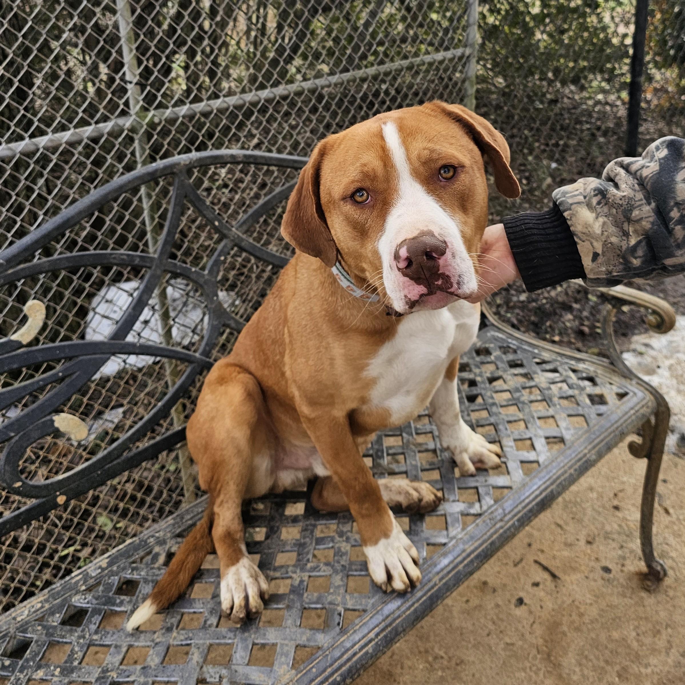 Enlarge Gus, a Adoptable mixed breed in Searcy, AR image 1/6
