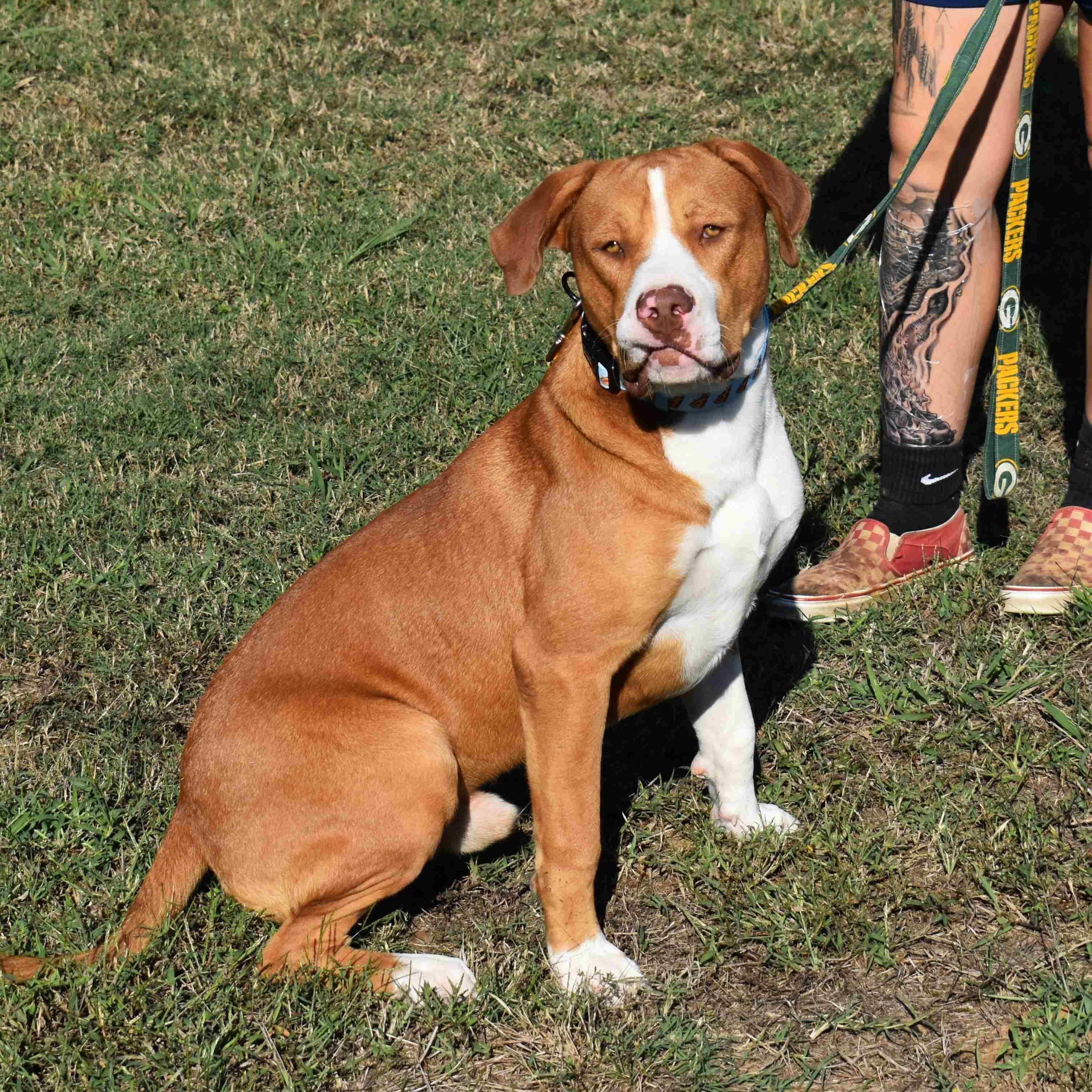 Gus, a Adoptable mixed breed in Searcy, AR image 4/6