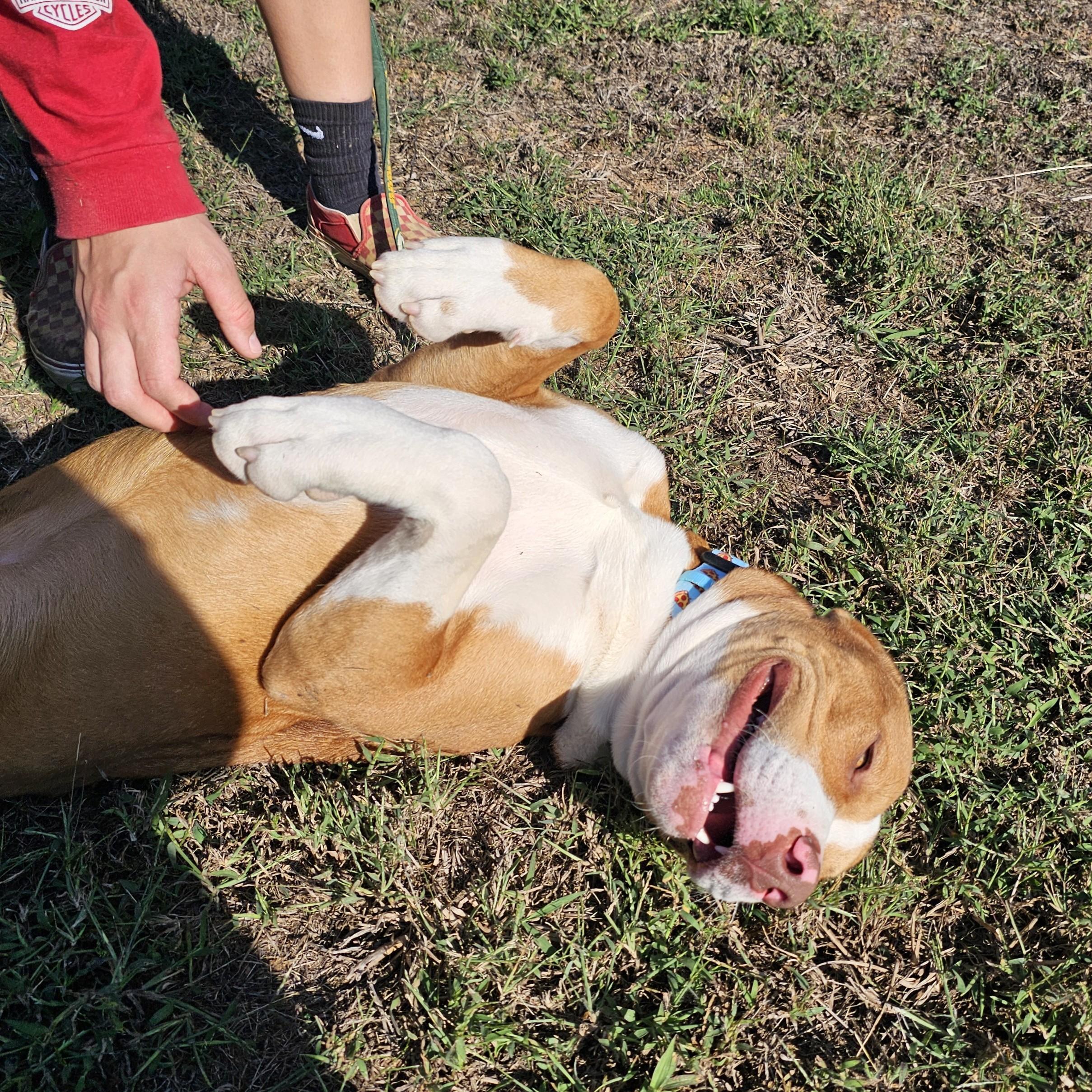 Enlarge Gus, a Adoptable mixed breed in Searcy, AR image 2/6