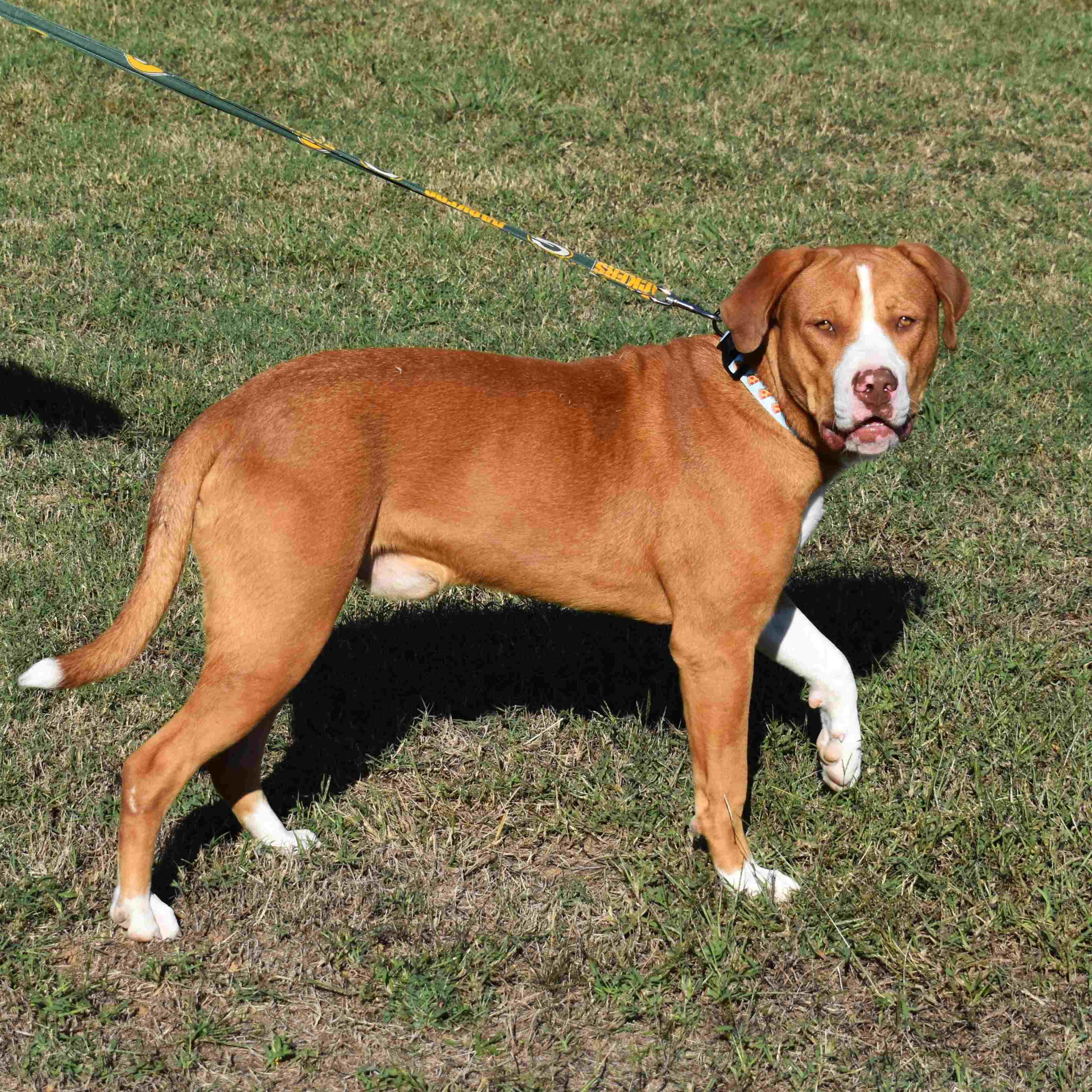 Gus, a Adoptable mixed breed in Searcy, AR image 2/6