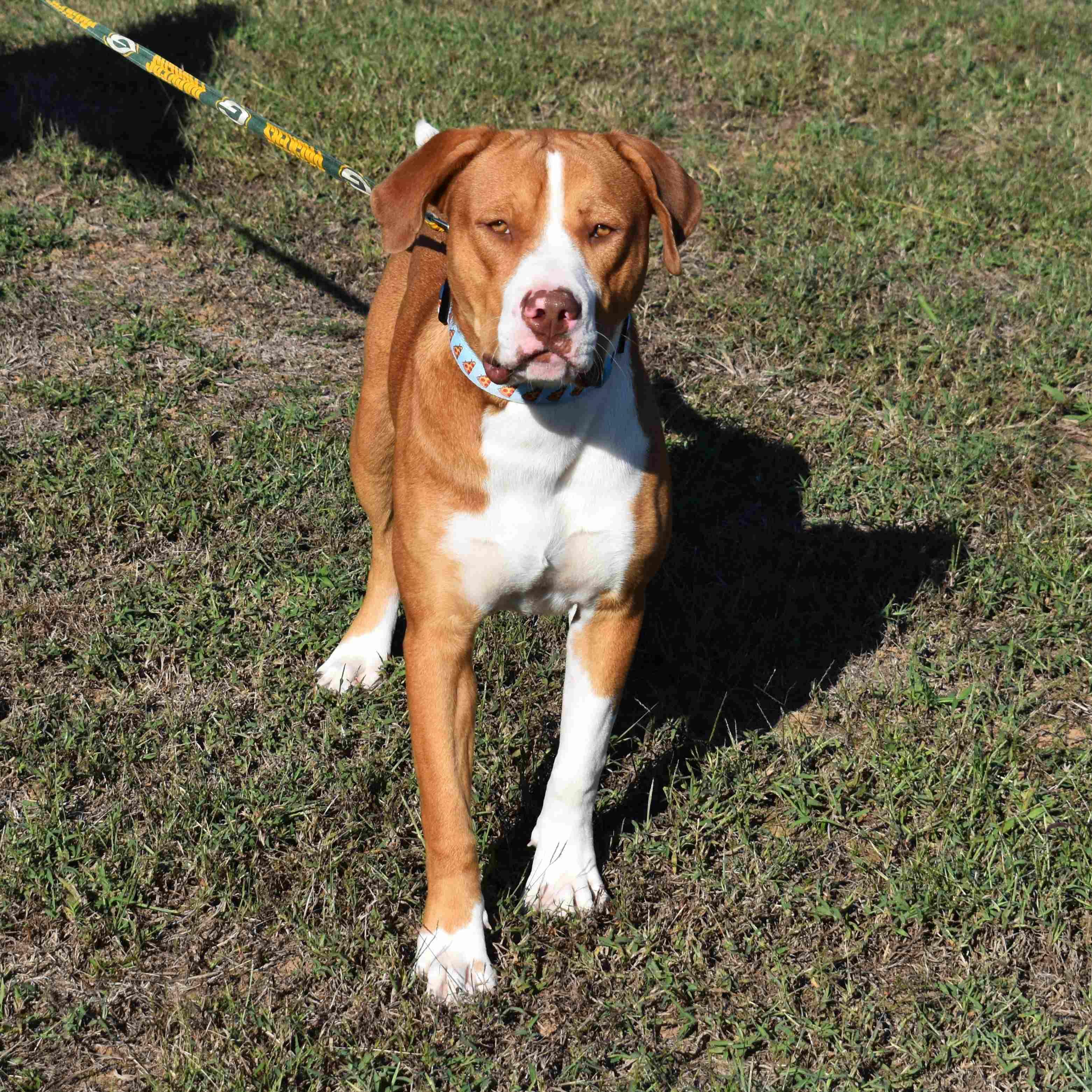 Gus, a Adoptable mixed breed in Searcy, AR image 5/6