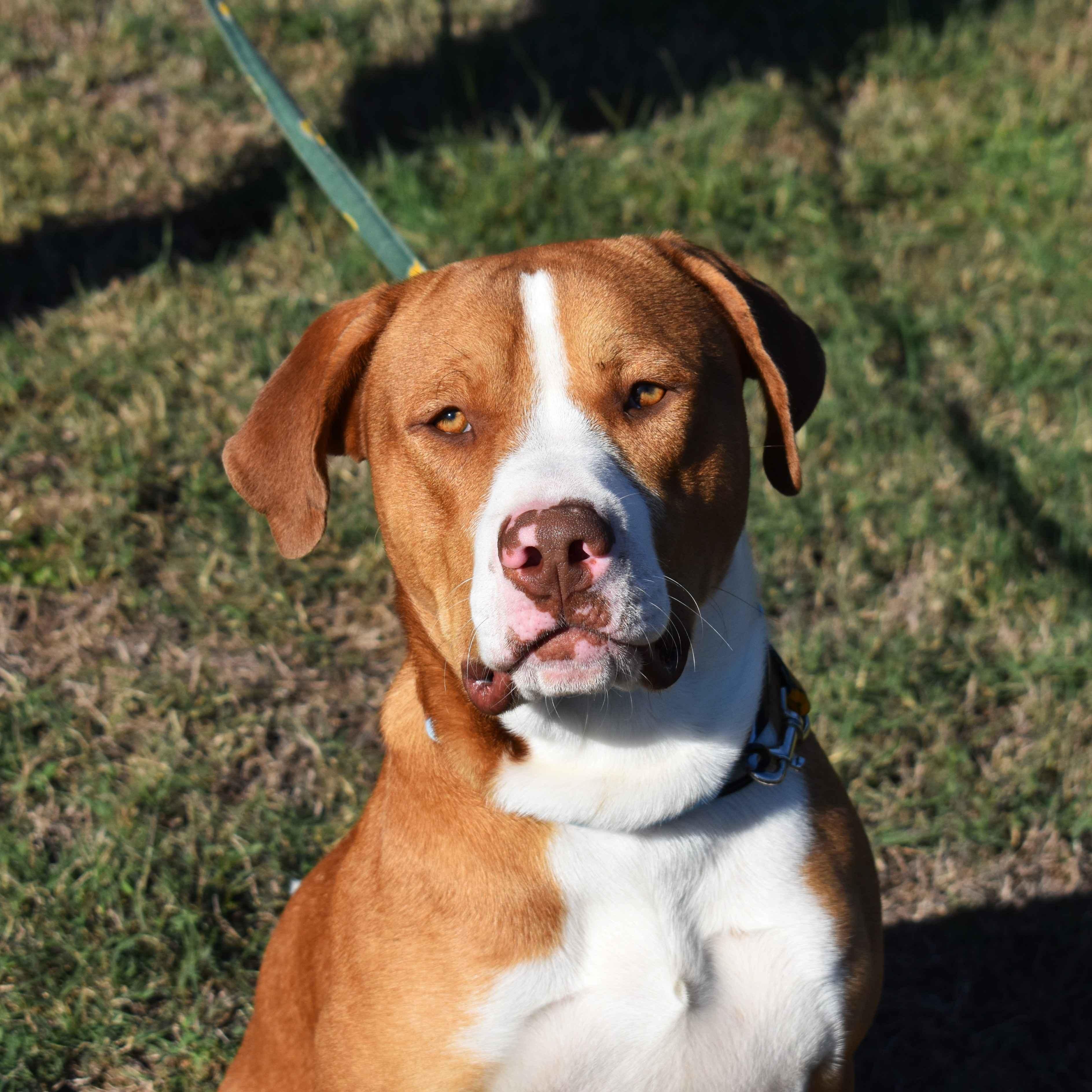 Gus, Adoptable, Young Male Pit Bull Terrier.