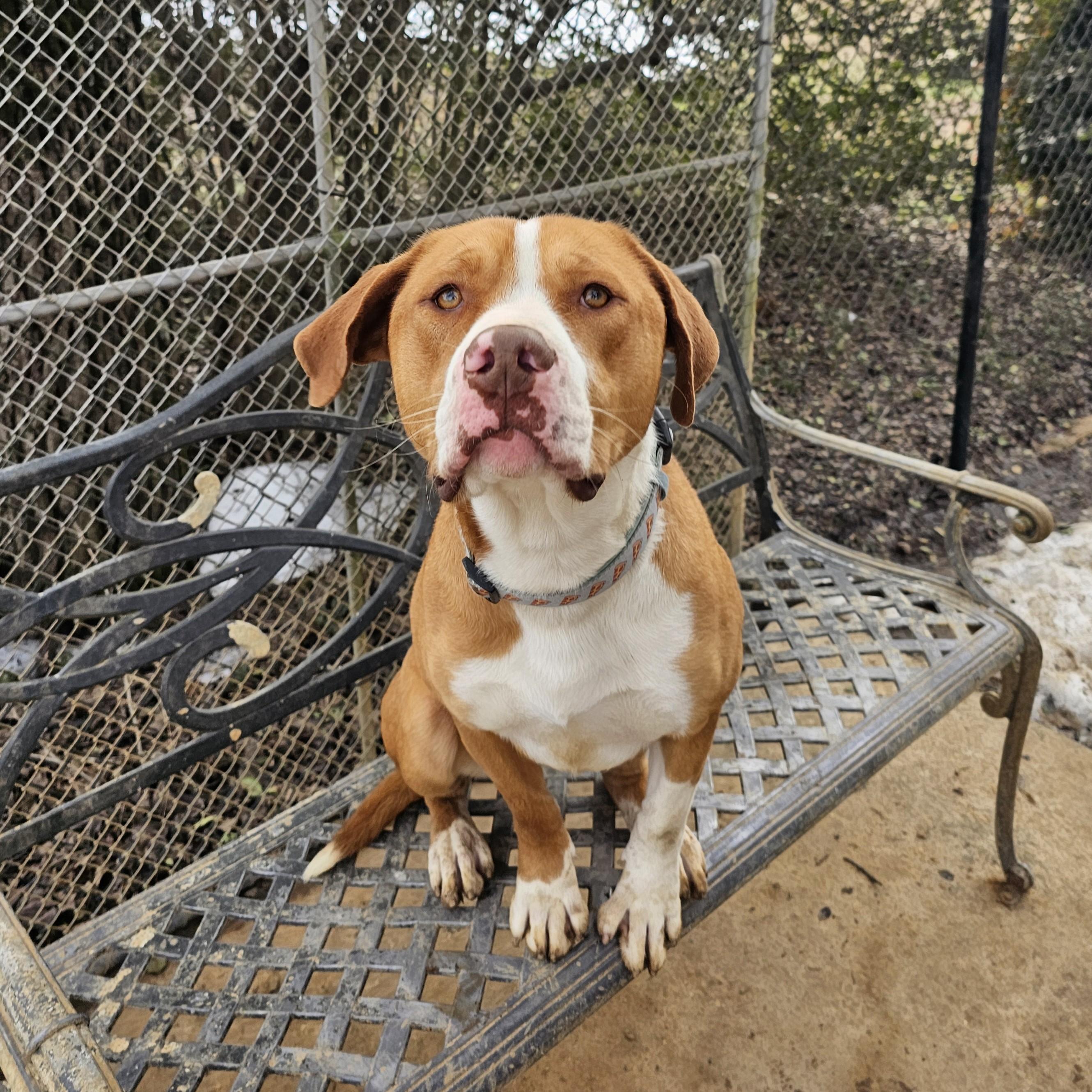 Enlarge Gus, a Adoptable mixed breed in Searcy, AR image 3/6