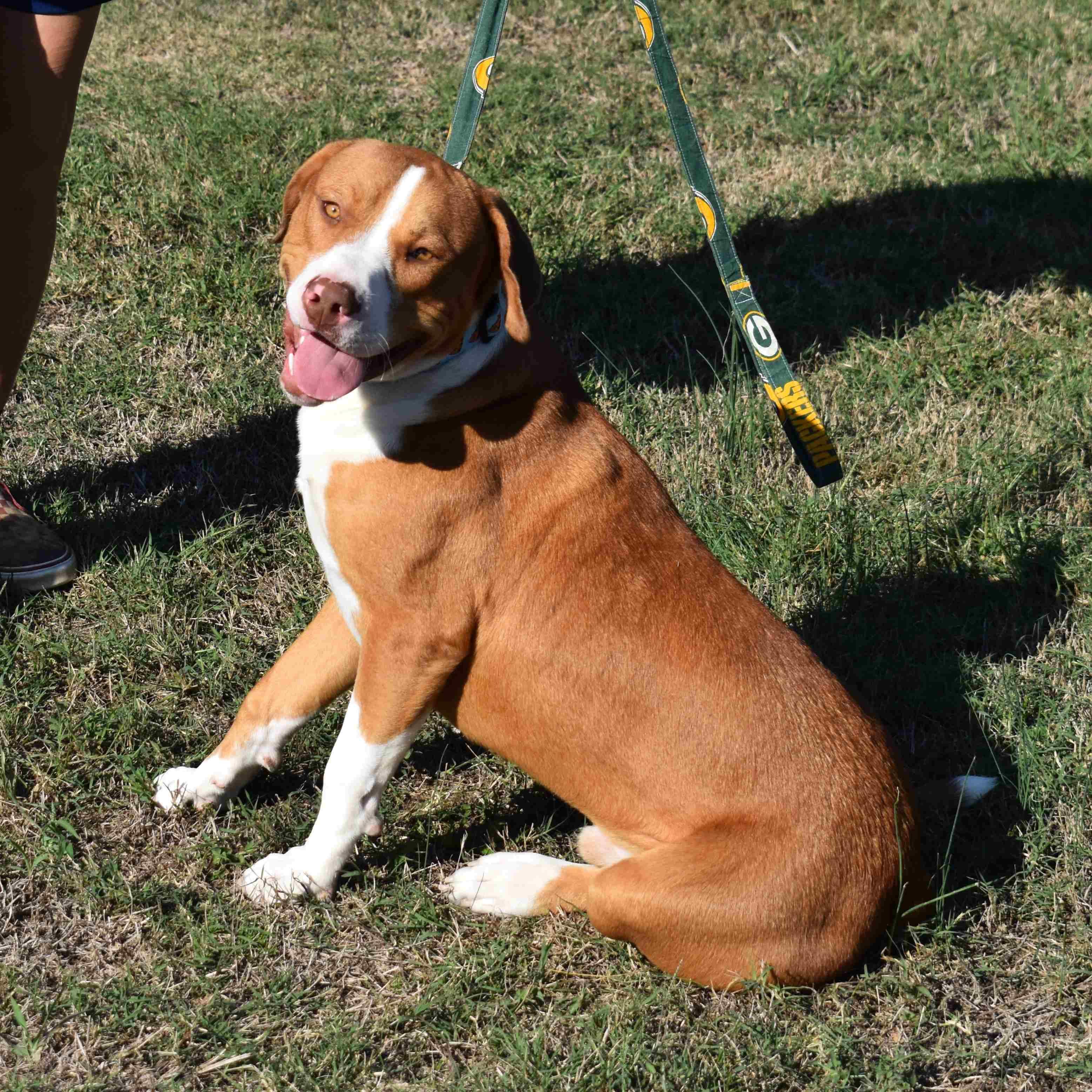 Gus, a Adoptable mixed breed in Searcy, AR image 6/6