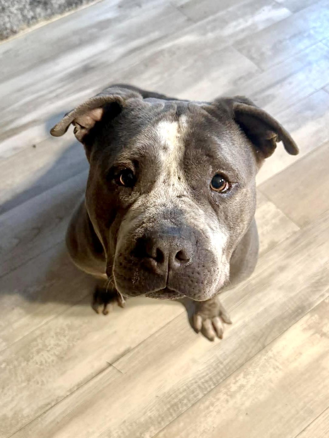 Enlarge Big Mac, a Adoptable Mixed Breed in Rochester , NY image 3/5
