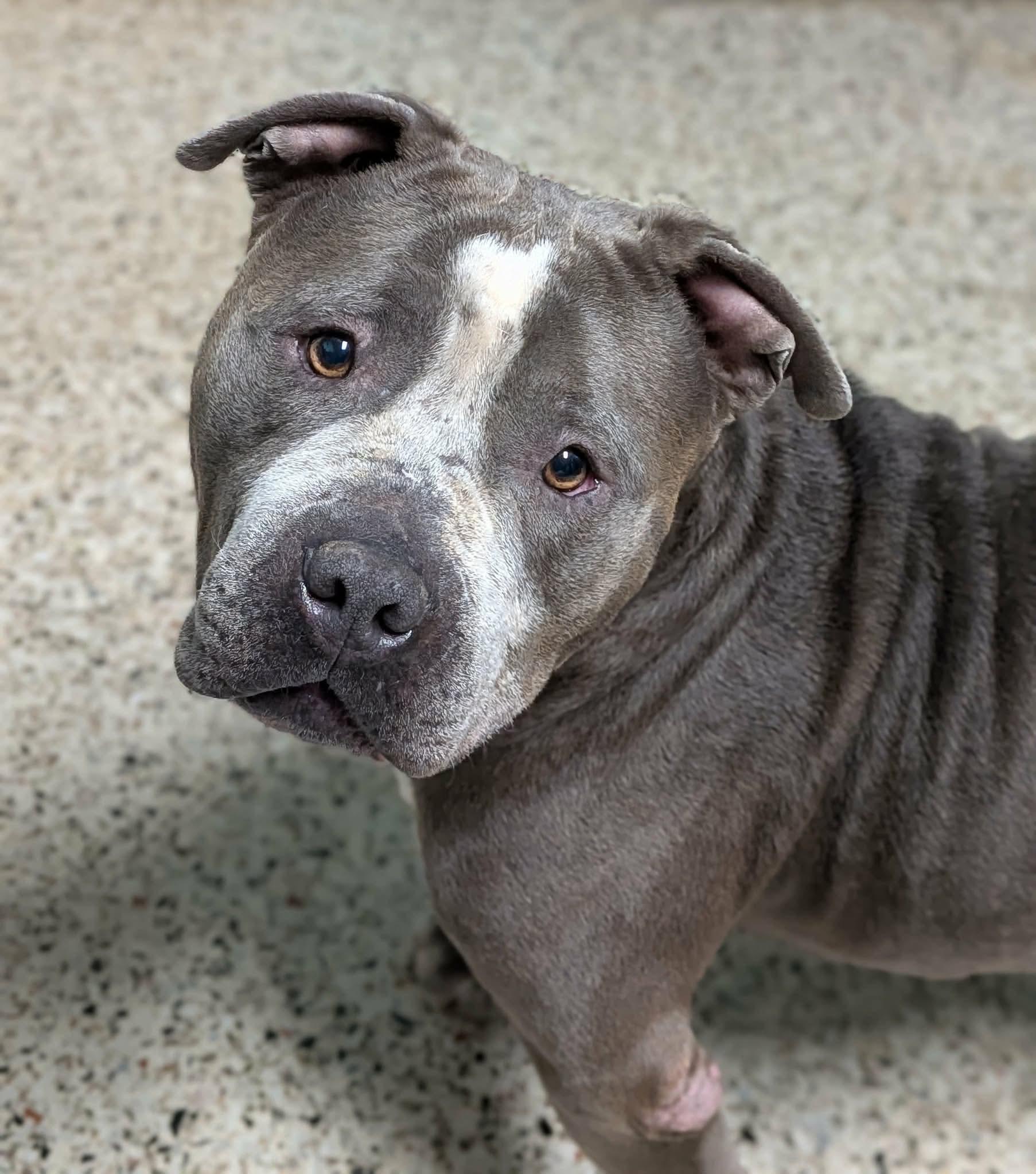 Enlarge Big Mac, a Adoptable Mixed Breed in Rochester , NY image 2/5