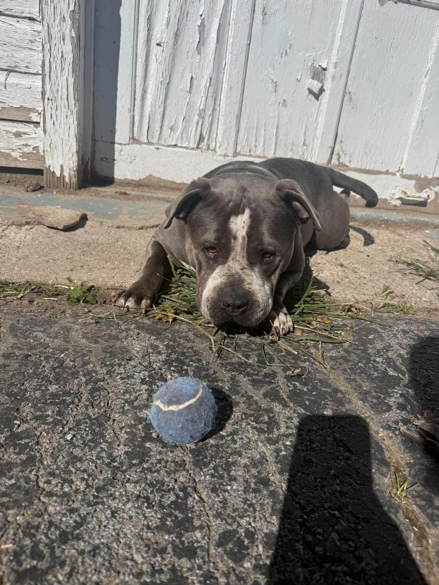 Enlarge Big Mac, a Adoptable Mixed Breed in Rochester , NY image 5/5