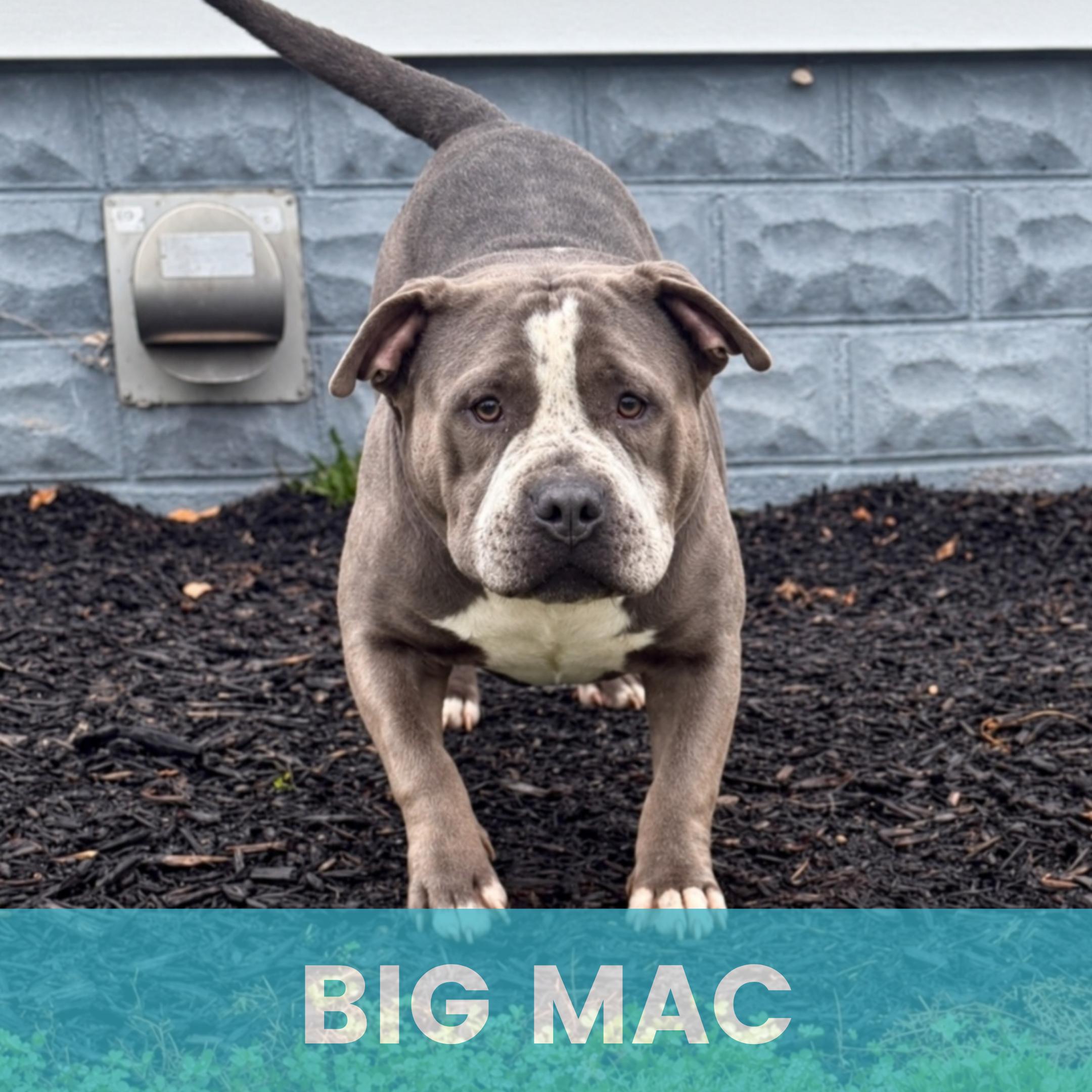 Big Mac, Adoptable, Senior Male Mixed Breed.