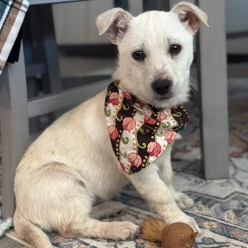 Enlarge Vanilla, a Adoptable Mixed Breed in Sioux Falls, SD image 2/6