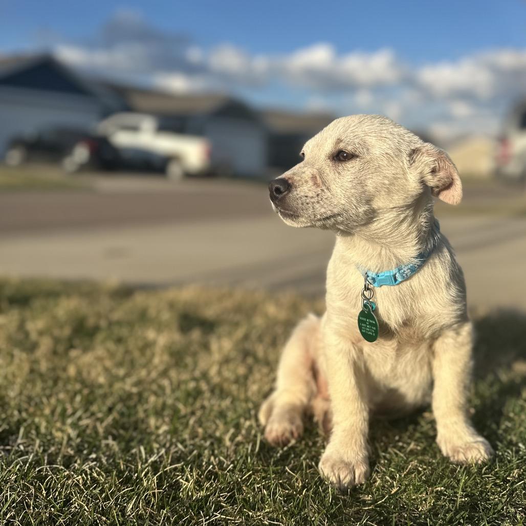 Enlarge Vanilla, a Adoptable Mixed Breed in Sioux Falls, SD image 3/6