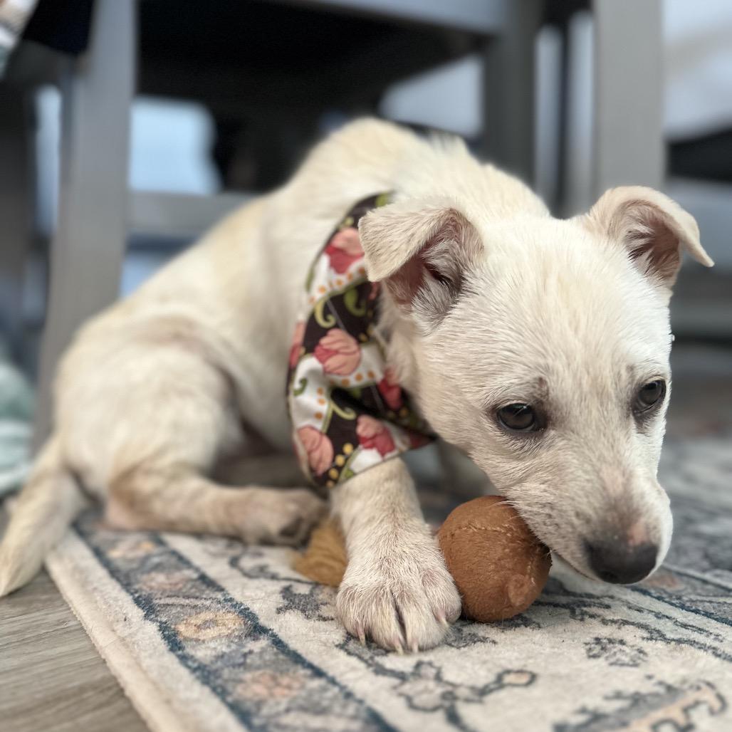 Enlarge Vanilla, a Adoptable Mixed Breed in Sioux Falls, SD image 4/6