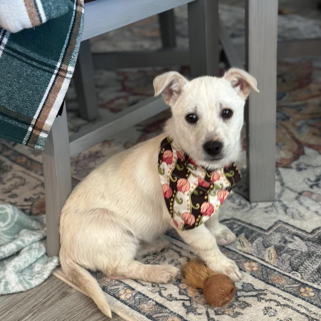 Enlarge Vanilla, a Adoptable Mixed Breed in Sioux Falls, SD image 5/6
