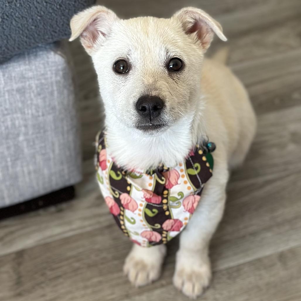Enlarge Vanilla, a Adoptable Mixed Breed in Sioux Falls, SD image 1/6