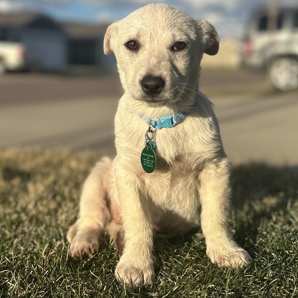 Enlarge Vanilla, a Adoptable Mixed Breed in Sioux Falls, SD image 6/6