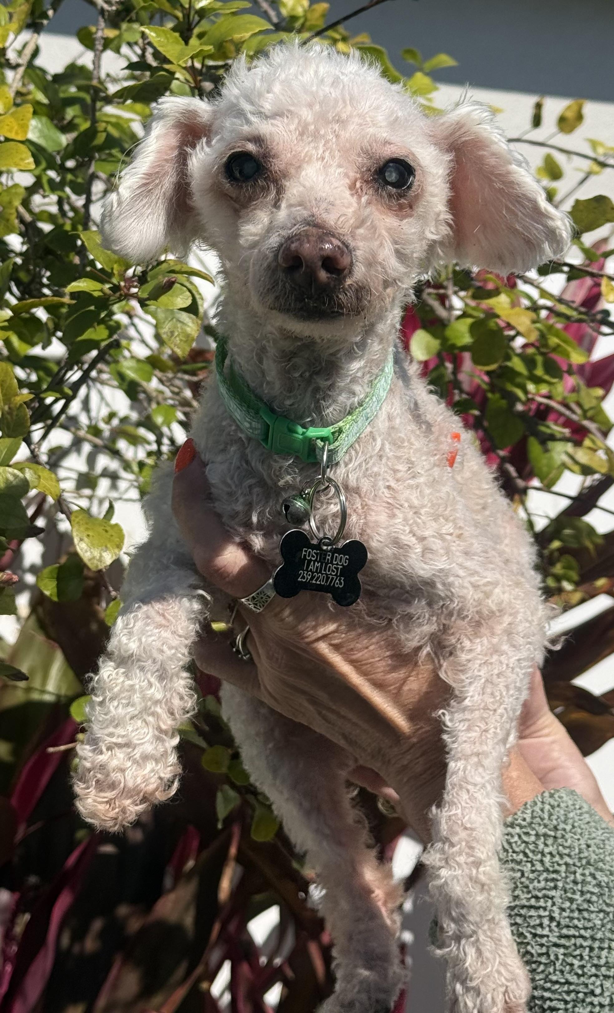 Pierre, Adoptable, Senior Male Miniature Poodle.