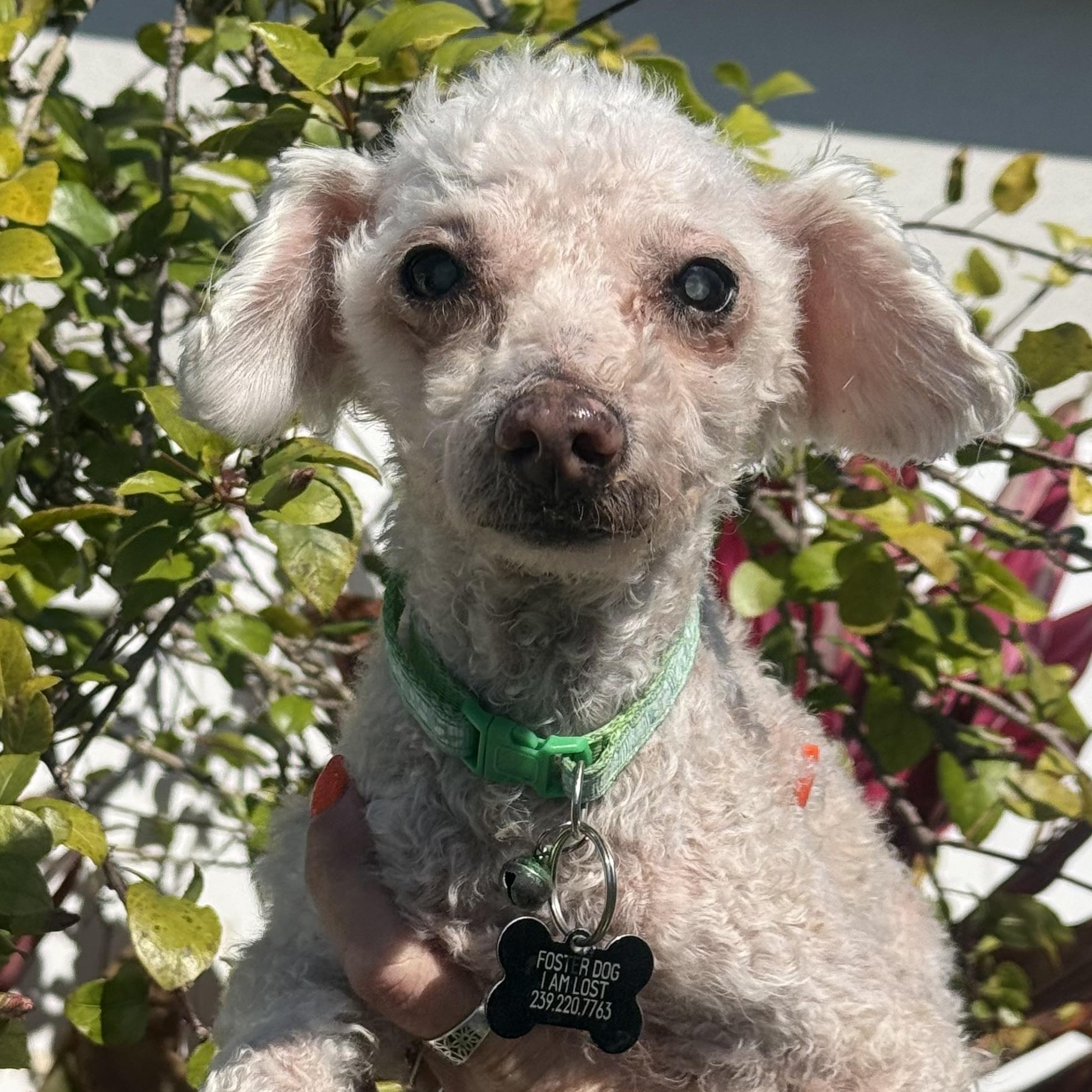 Enlarge Pierre, a Adoptable mixed breed in Cape Coral, FL image 3/6