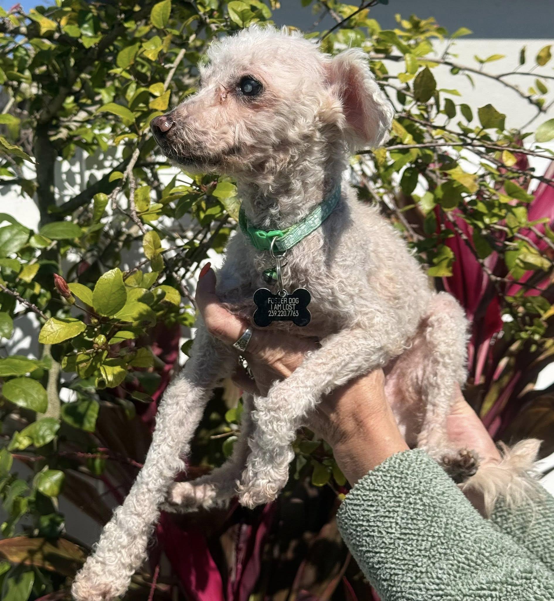 Enlarge Pierre, a Adoptable mixed breed in Cape Coral, FL image 1/6