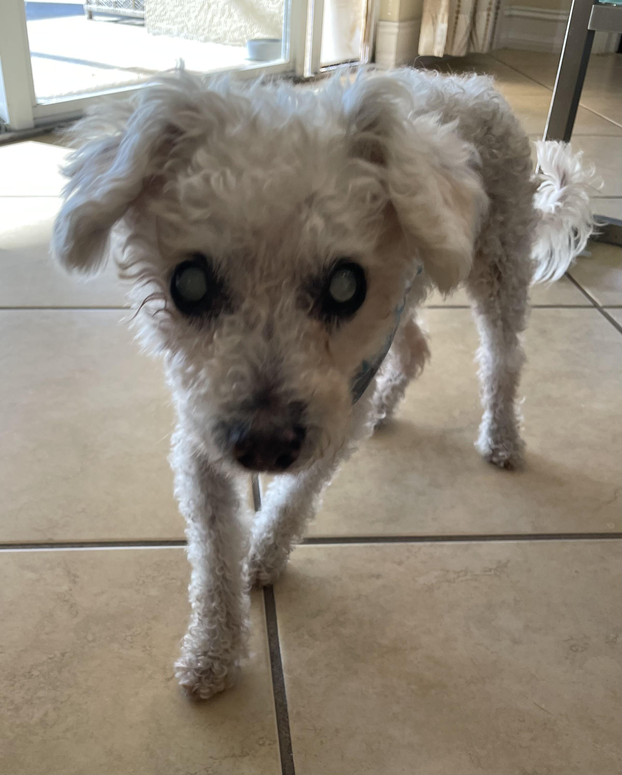 Enlarge Pierre, a Adoptable mixed breed in Cape Coral, FL image 4/6