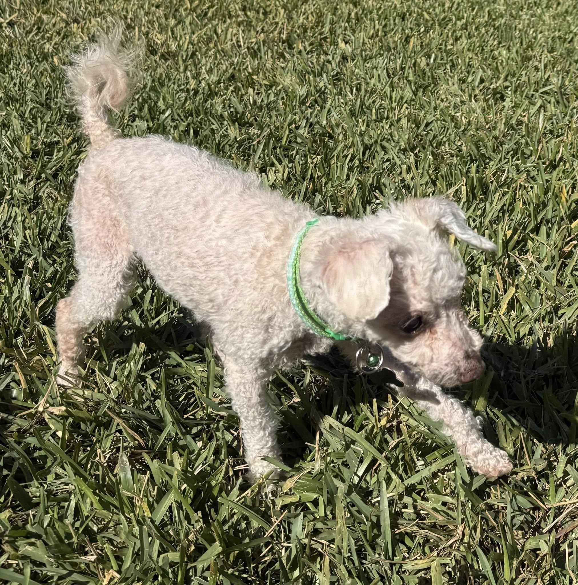 Pierre, a Adoptable mixed breed in Cape Coral, FL image 3/4