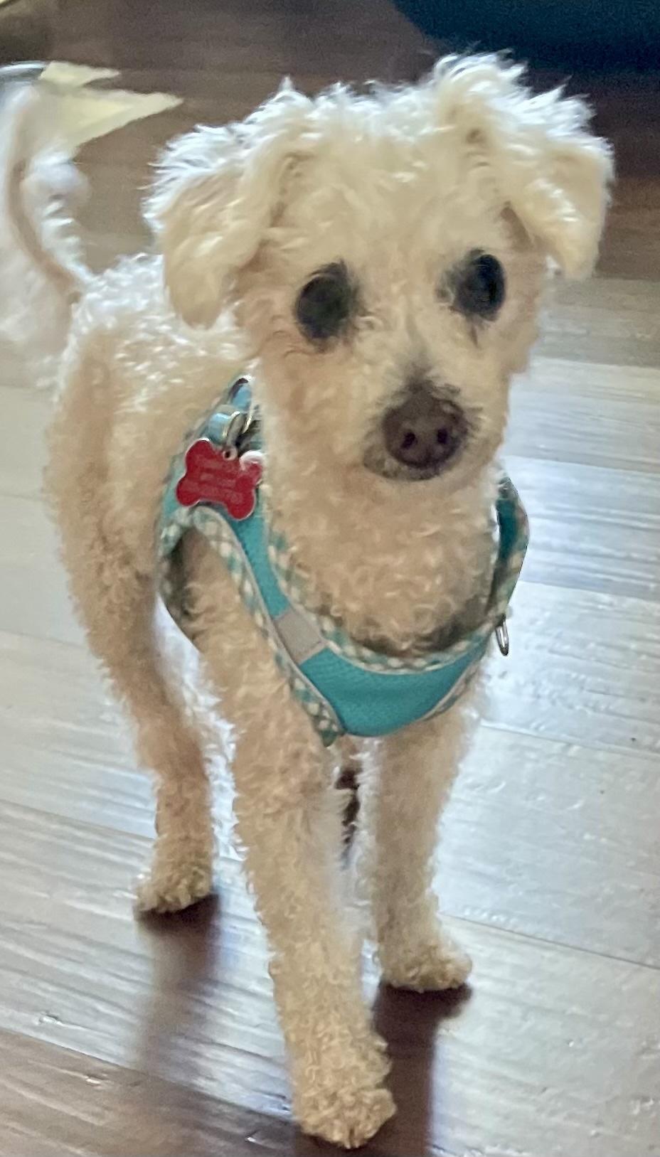 Pierre, Adoptable, Senior Male Miniature Poodle.
