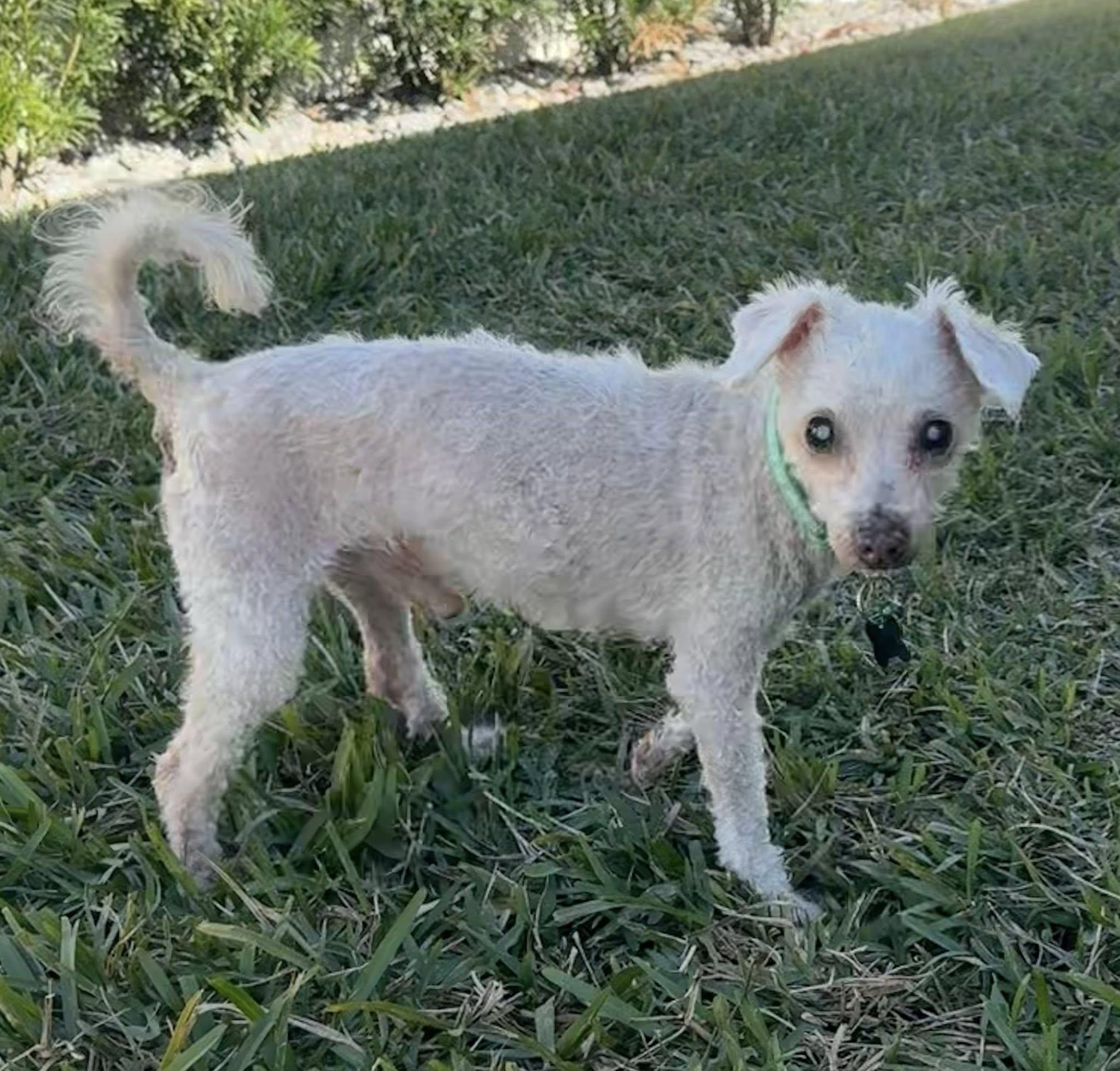 Pierre, a Adoptable mixed breed in Cape Coral, FL image 4/4