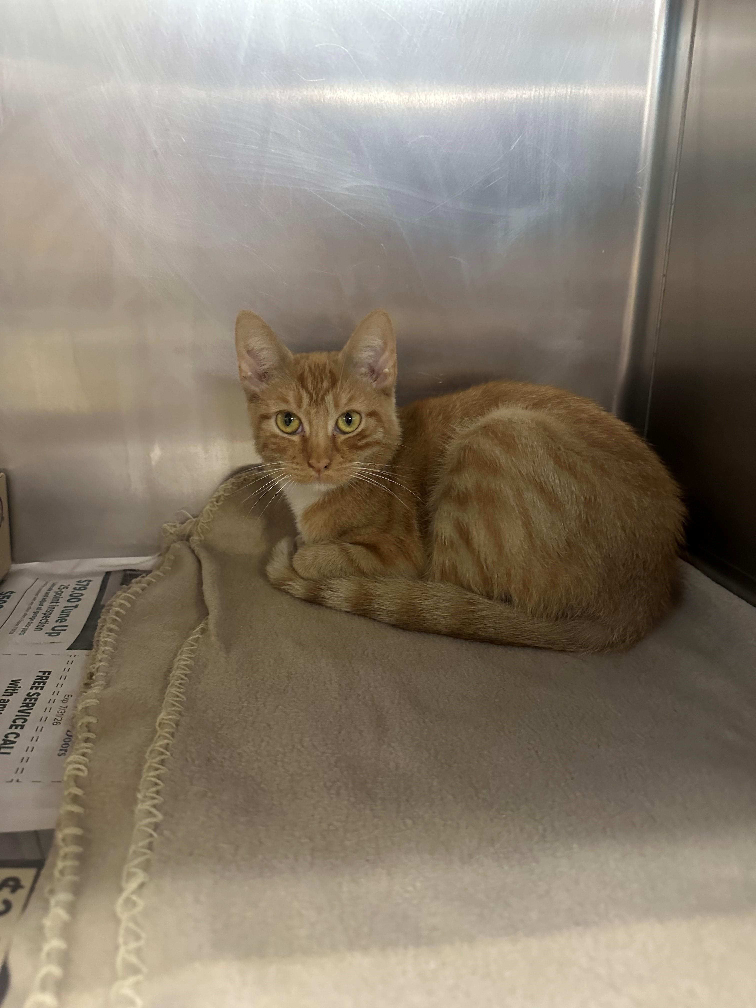 Mama Bear, Adoptable, Adult Female Domestic Short Hair.